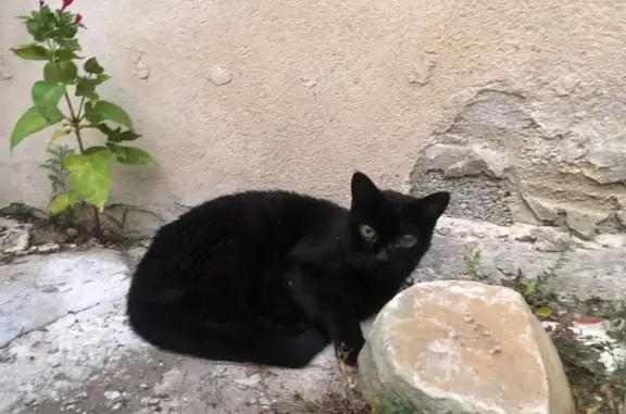 Animaux perdus , photo: Chat noir perdu, glaucome, queue cassée