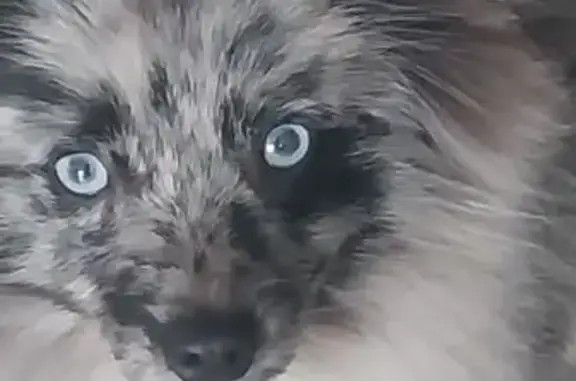 Chien perdu noir/gris/blanc yeux bleus - photo