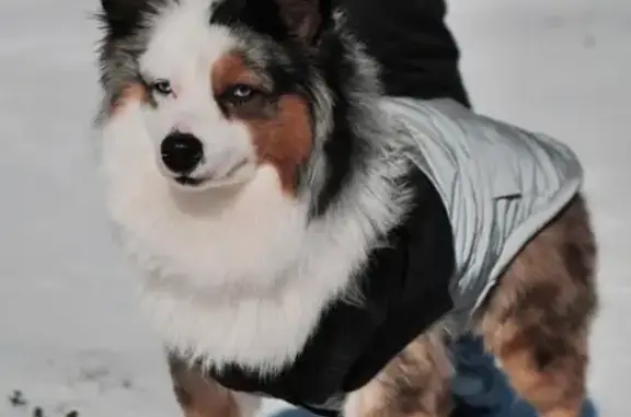 Lost pets Dallas, photo: Help Find Zeus: Lost Dog in Dallas Area