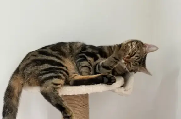 Chat perdu à Bethoncourt : type Bengal - photo