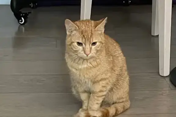 Animaux trouvés , photo: Chat trouvé en résidence à Bosc-le-Hard