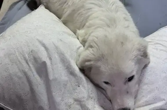 Знайдено собаку , фото: Знайдена ніжна собака з рожевим ошийником