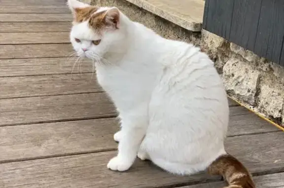 Chat blanc perdu, taches brunes, Céou - photo
