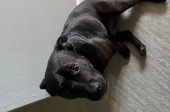 Lost pets Whitehorse, photo: Lost Black Staffy in Pink Harness