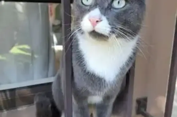 Lost Cat: Grey with White Paws in Alberton