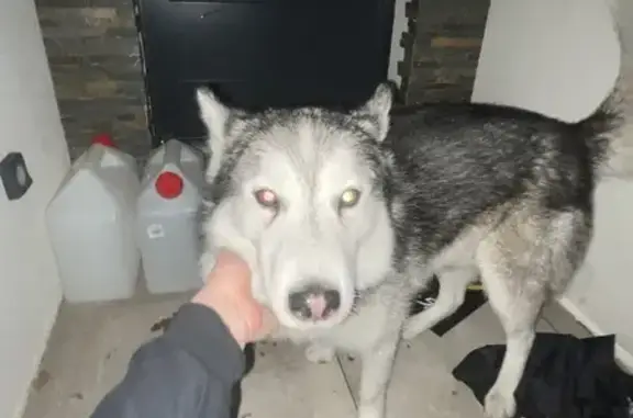 Animaux trouvés Nouvelle-Aquitaine, photo: Chien gris/blanc sociable trouvé à Budos
