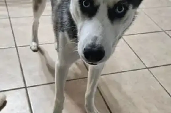 Lost Dog: Gray & White, Blue Eyes - FL - photo