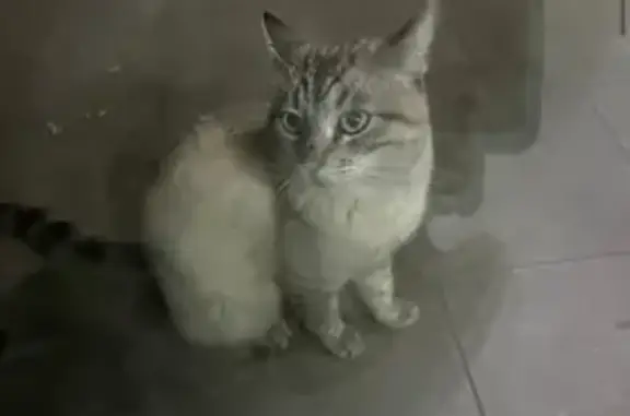 Lost pets Bullhead City, photo: Lost Male Siamese Tabby - Bullhead City