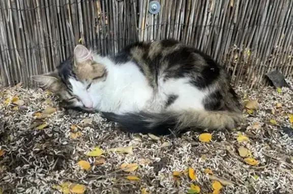 Lost Fluffy Cat: Prince in Adelaide