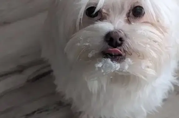 Missing dog Owensboro, photo: Lost White Maltese, 10, Friendly, Owensboro