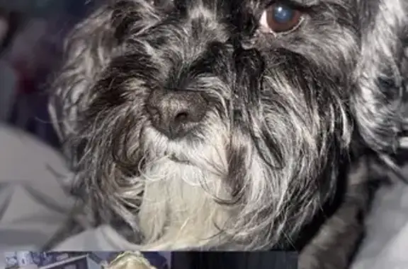 Lost Dogs: Honey & Coco in Canal Winchester