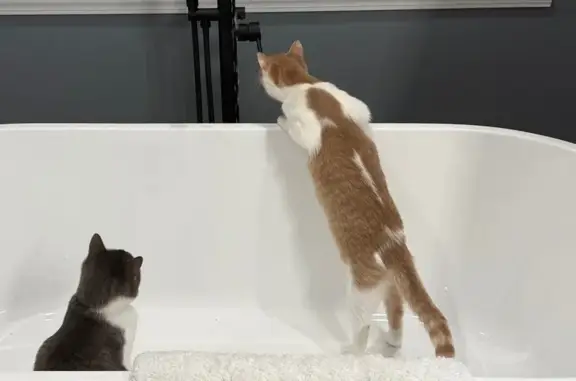 Help Find Sonny: Missing 8-Month-Old Cat