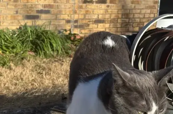 Lost pets Greenbrier, photo: Lost Cat: Grey/White, Green Eyes, Lake St