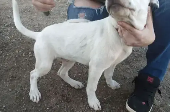 Lost Dog: White with Brown Ears, Grass Valley