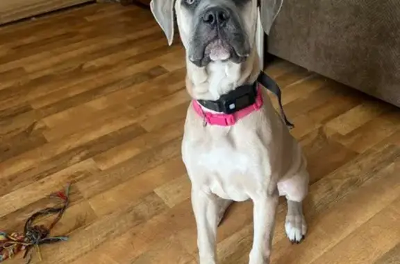 Lost Tan Puppy, Pink Collar - Reward!