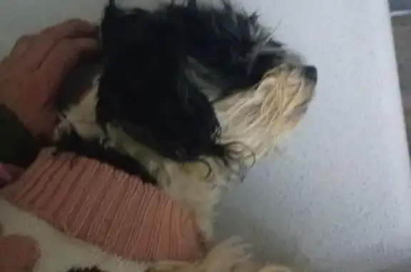 Lost Havanese: Small, White & Black, Springfield