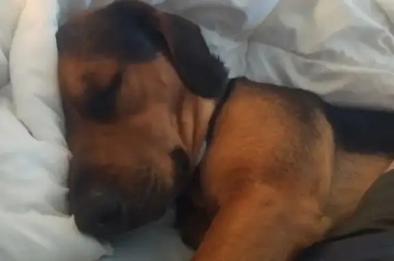 Lost Beagle/Rottweiler Mix in Belleville