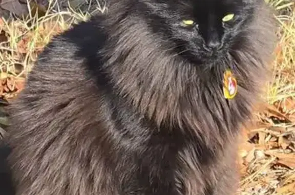 Help Find Spooky: Fluffy Black Cat Lost