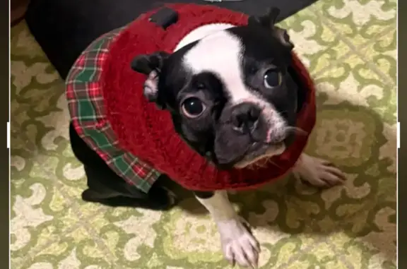 Missing dog Lancaster, photo: Lost Boston Terrier Lola: Purple Jacket