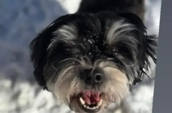 Lost Dog in Jackson Twp: Help Find Her!