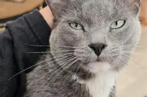 Gato Gris Perdido en San André...