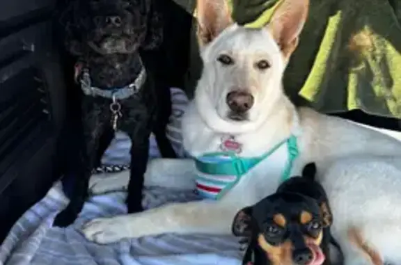 Lost Dog: Brown/Black, 5-6 lbs, Tonopah