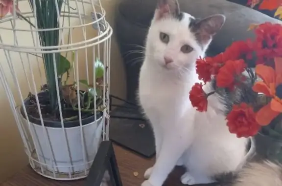 Lost Cat: White/Gray/Tan on E 38th Ave