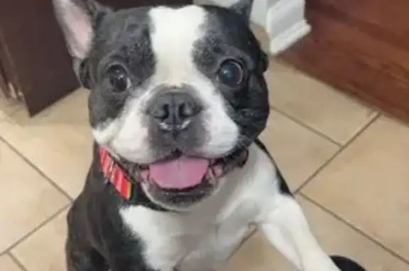 Help Find Chica: Missing Frenchie in Berkeley