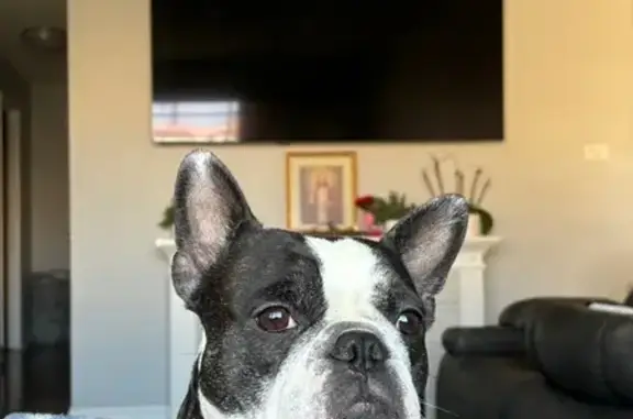 Help Find Our Lost Frenchie in Berkeley!