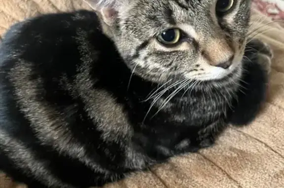 Lost pets Bayside, photo: Lost Tabby Cat 'Potato' in Bayside