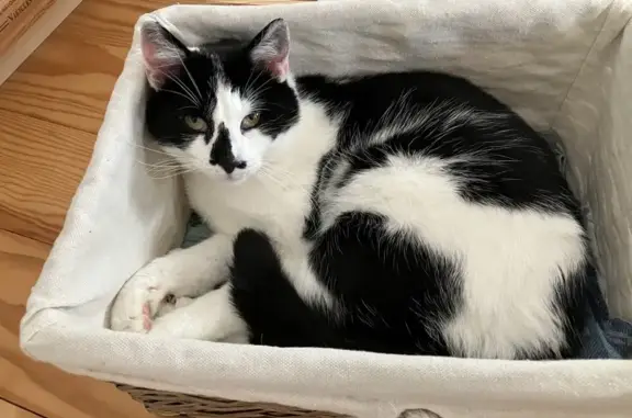 Animaux perdus , photo: Perdue : chatte Myrtille, tache noire nez