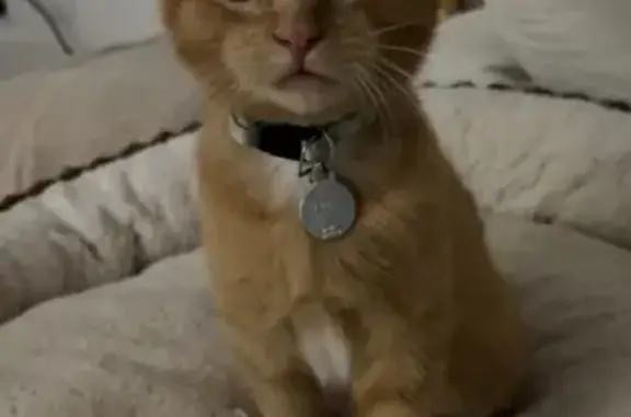 Gatito Naranja Perdido en San Miguel de Salinas