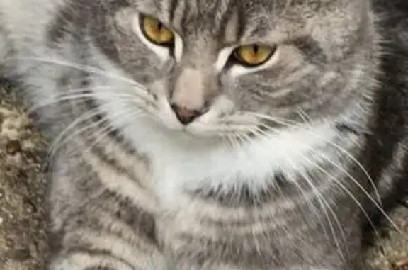 Lost Fluffy Grey Cat in Milan Court