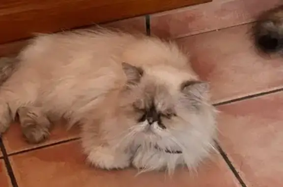 Gato blanco perdido en Carrer Cerves, 30