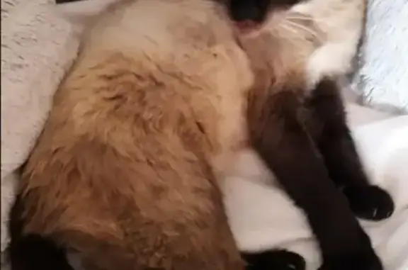 Animaux perdus Saint-Usage, photo: Chat siamois 14 ans perdu à Saint-Usage