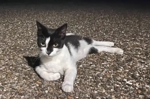 Friendly Cat Found: Now at Dak...