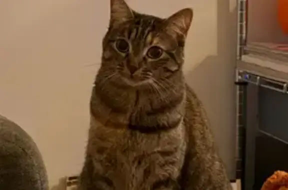 Animaux perdus Paris, photo: Chatte perdue, sociable, vue à Paris
