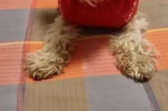 ¡Ayuda! Perra Lyra robada en Pamplona