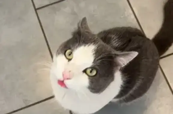 Chat perdu, Nouvelle-Aquitaine, photo: Chat perdu craintif à Saint-Quentin-de-Baron