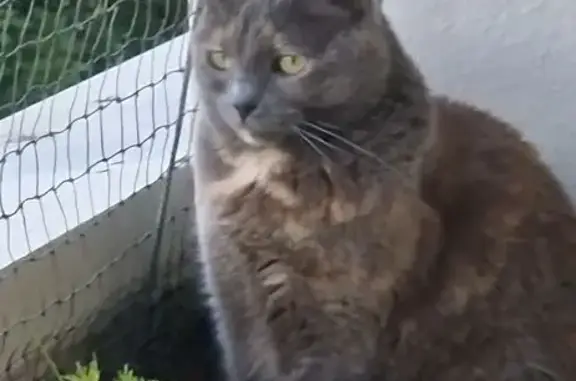 Animaux perdus La Riche, photo: Nella, chatte écailles perdue à La Riche
