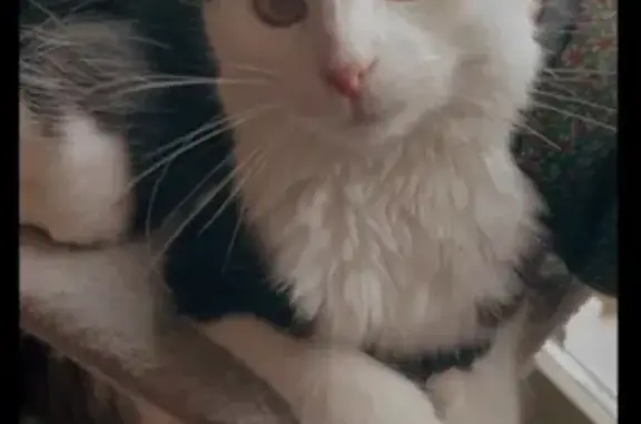 Chatte perdue, noire/blanche, 8 mois, Versailles - photo