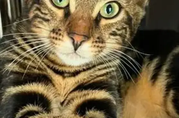 Animaux perdus Chelles, photo: Chatte tigrée perdue à Chelles