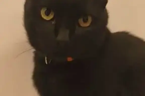 Gato Negro Cariñoso Perdido en Barcelona