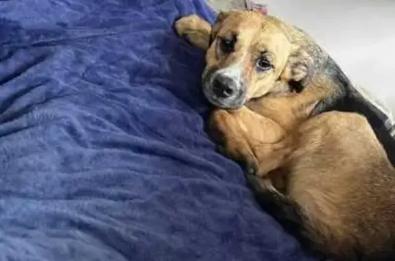 Cachorro perdido Fêmea (brl002272) - photo