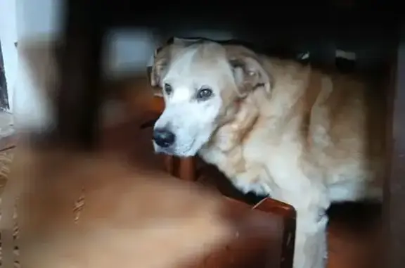 Animaux perdus Nouvelle-Aquitaine, photo: Chien 16 ans perdu à Sabres, 3/02/2026