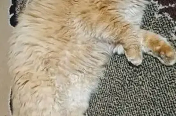 Зникла пухнаста кішка з зеленими очима