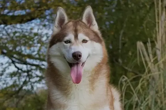 Husky perdue à Manciet (Gers) - photo