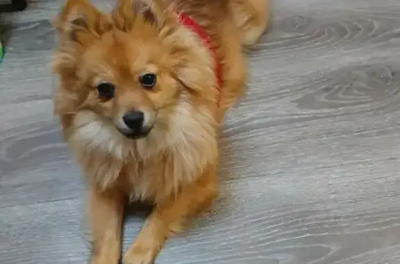 Lost Light Brown Pomeranian: Tuffy - photo
