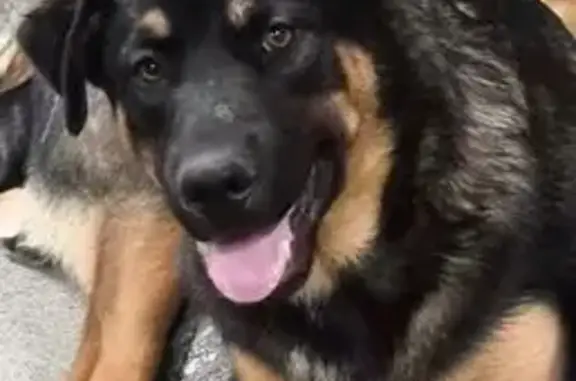 Help Find Our Friendly Lost Dog Mix!