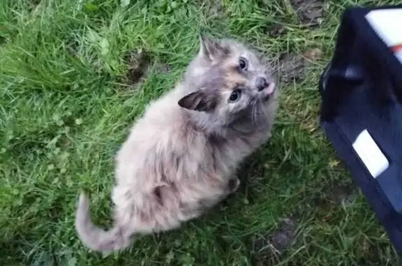 Animaux trouvés , photo: Chat tricolore réfugié Moëlan-sur-Mer